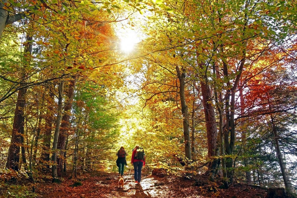 Two hikers and a dog walk along a sunlit forest trail lined with autumn foliage.