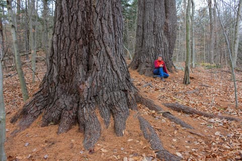 A person sits beside the base of two large trees in a forest covered with fallen leaves. A person sits beside the base of two large trees in a forest covered with fallen leaves.
