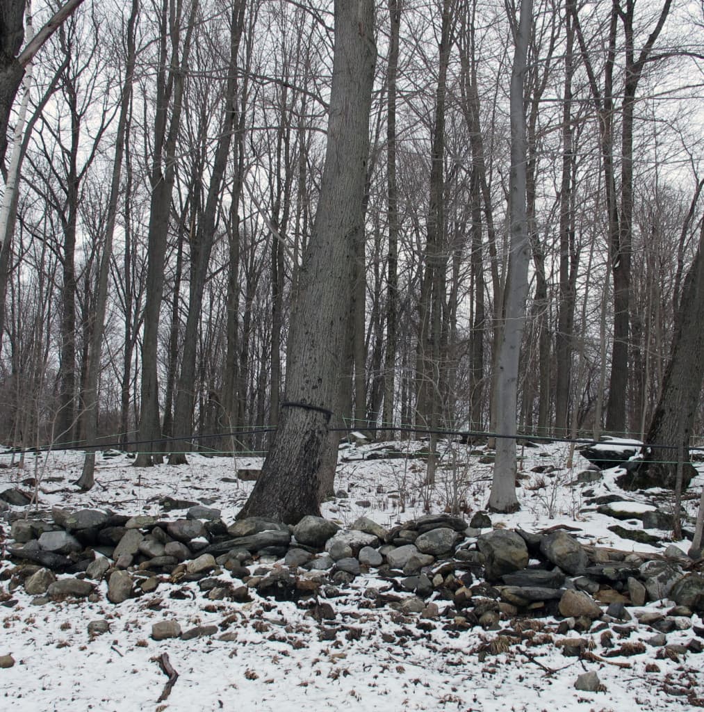 A snowy landscape featuring bare trees and a rock pile along the forest floor. A snowy landscape featuring bare trees and a rock pile along the forest floor.