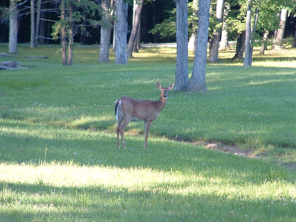 A deer stands in a sunlit meadow surrounded by trees. A deer stands in a sunlit meadow surrounded by trees.