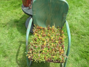 metal garden chair with succulents planted in seat