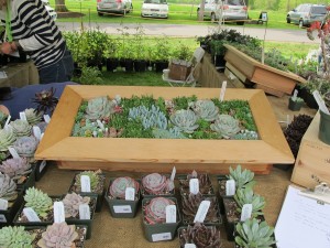  planters with small varieties of succulent plants