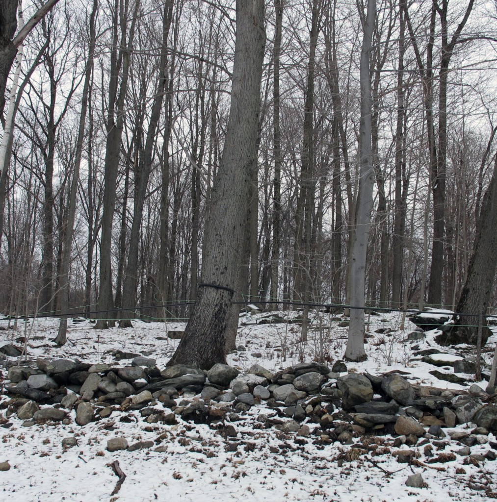 a winter forest with snow on ground. Trees are connected with tubes to collect syrup. There is snow on the ground