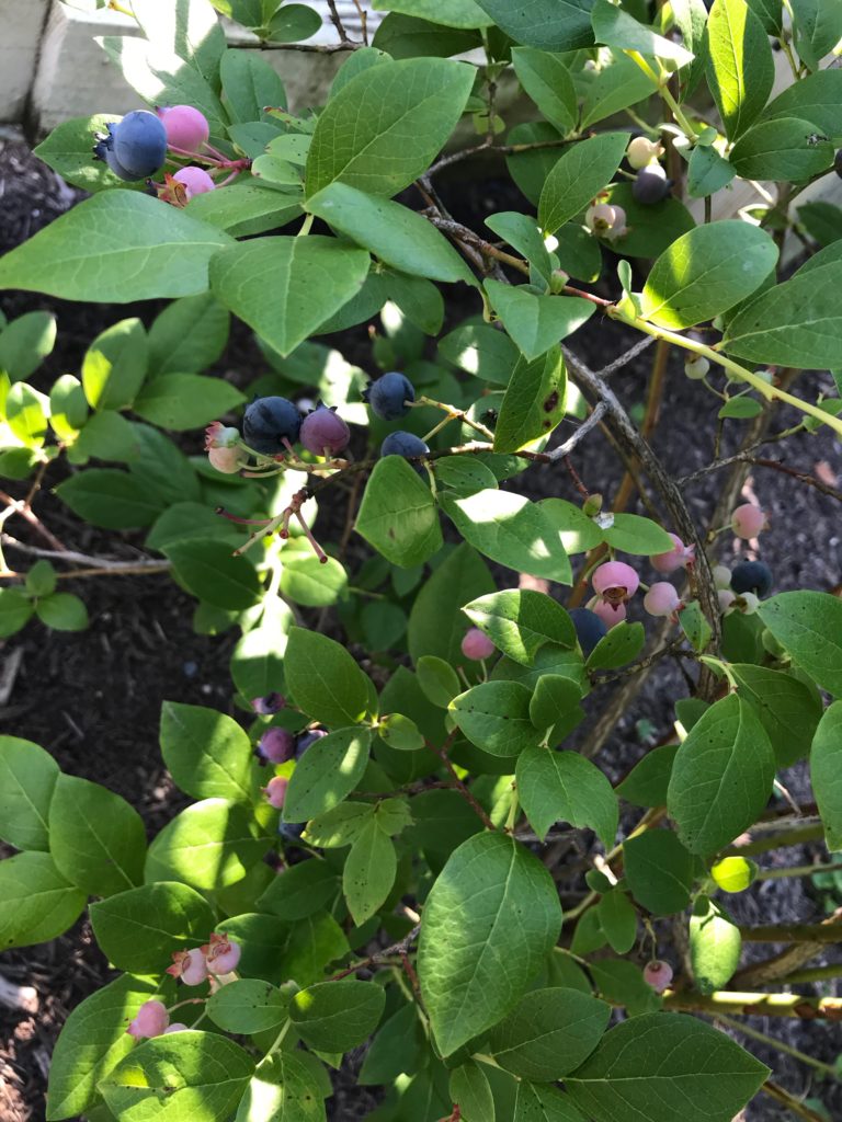 green leafy bush with red and blue blueberries