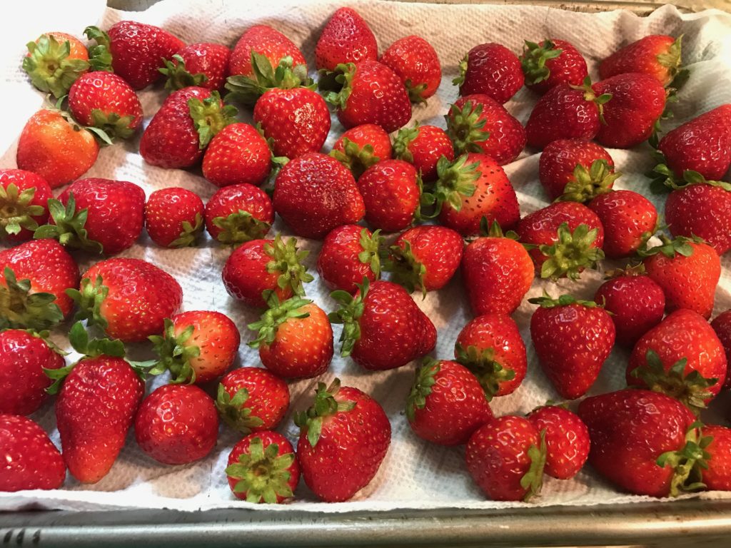 Fresh red strawberries spread out on a cookie sheet