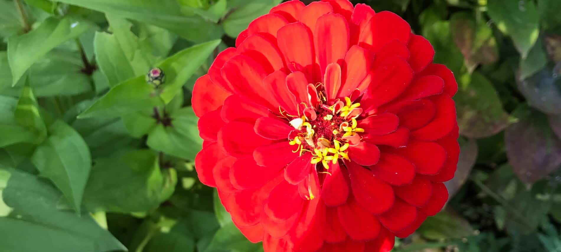 One large red flower with many small petals and yellow center amidst green leaves