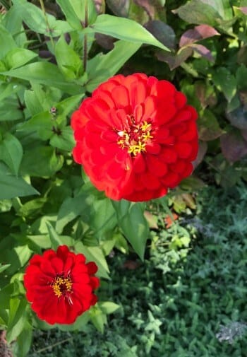 Two full red flowers with yellow centers amidst green leaves